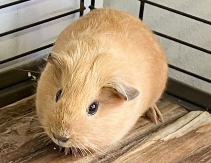 Twix